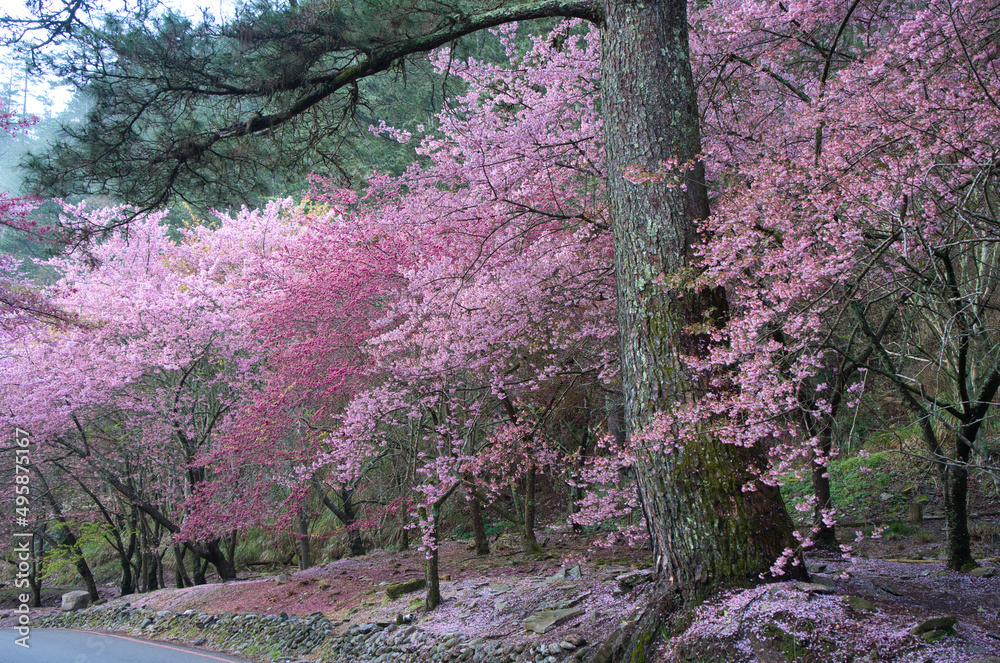 公园里美丽的粉色樱花（樱花树）。