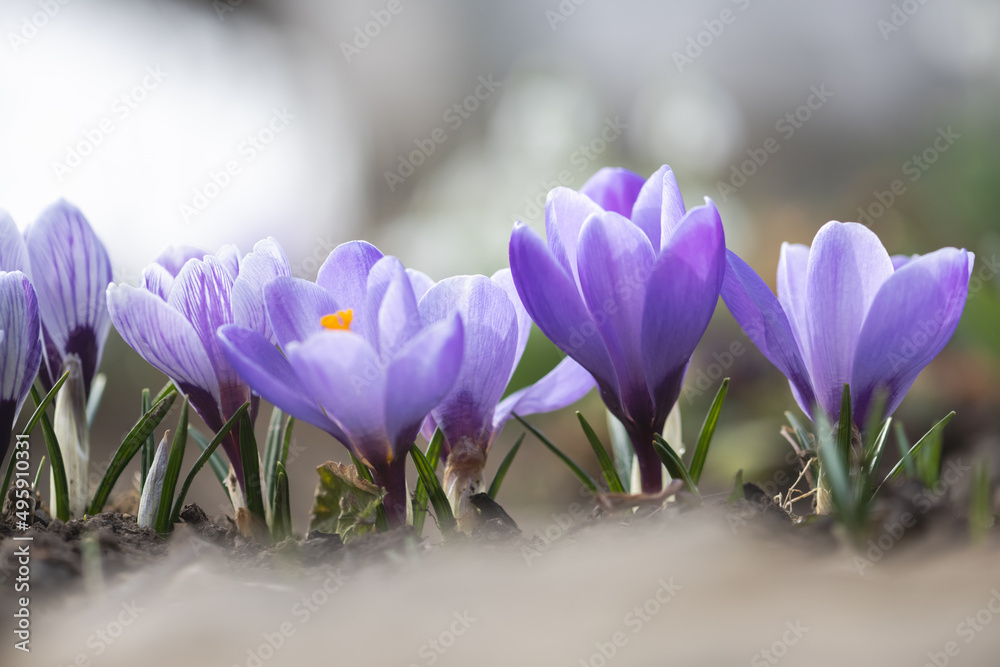 Spring crocus flowers in green field closeup. Sunny forest on background. Nature photography