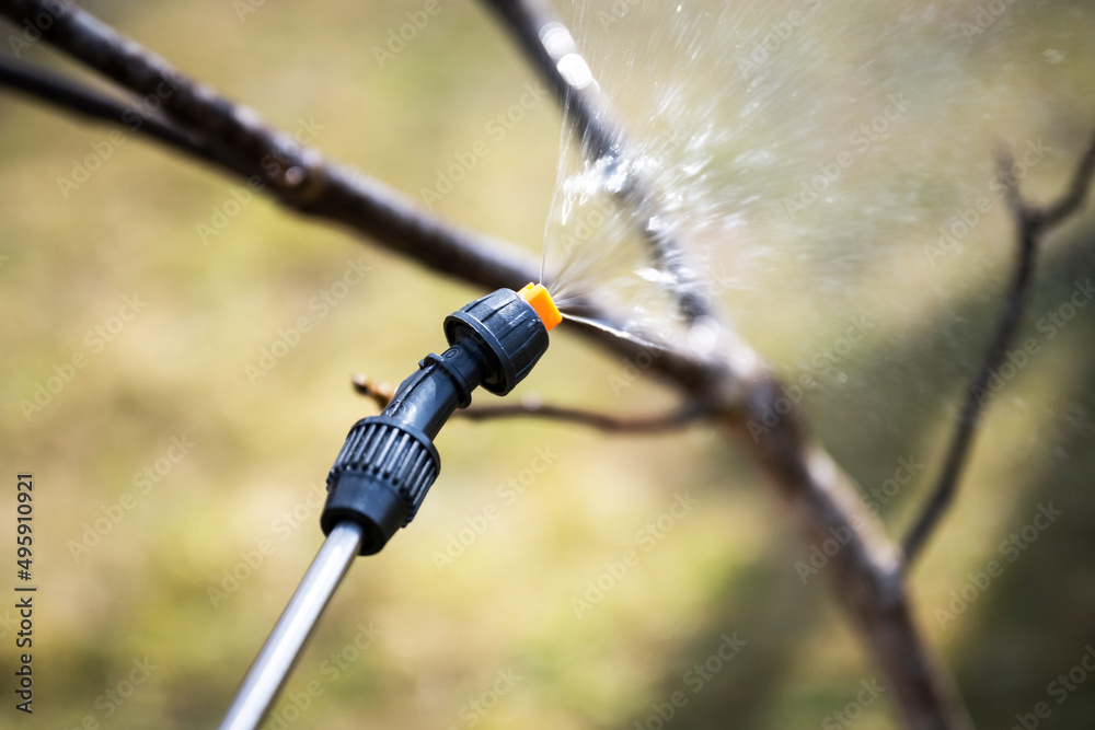 Insecticide sprinkling on tree twigs in spring garden. Gardening agriculture concept