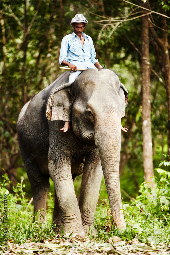 Thai elephant keeper riding domesticated elephant. An elephant keeper riding a young Asian elephant 