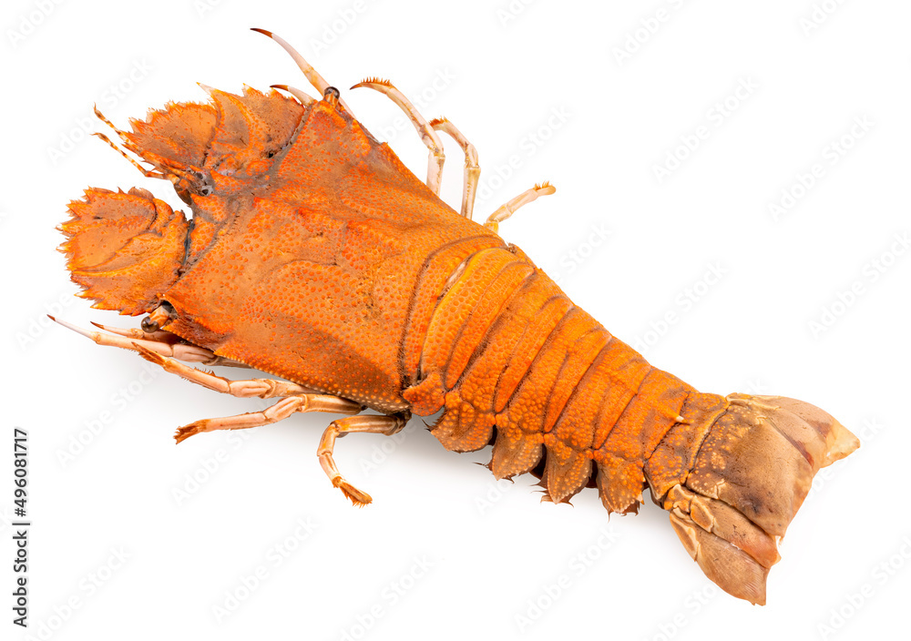 Flathead lobster isolated on white background, Flathead lobster or Mantis shrimp on white With clipp