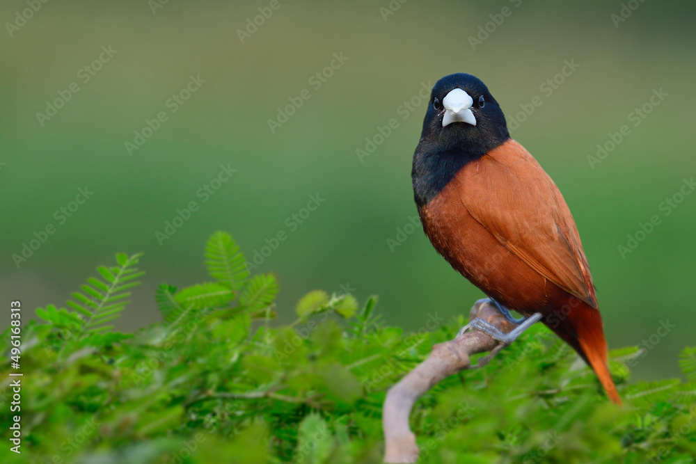 touch of nature with beautiful brown and black head bird  perching on thin branch in front of green 