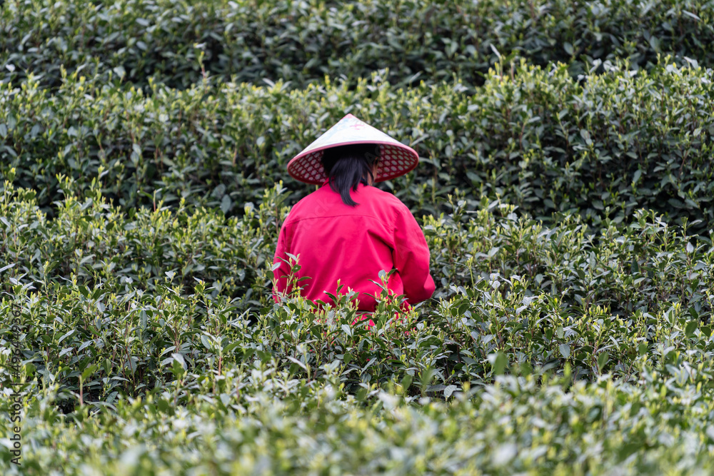 farmer working in tea plantation