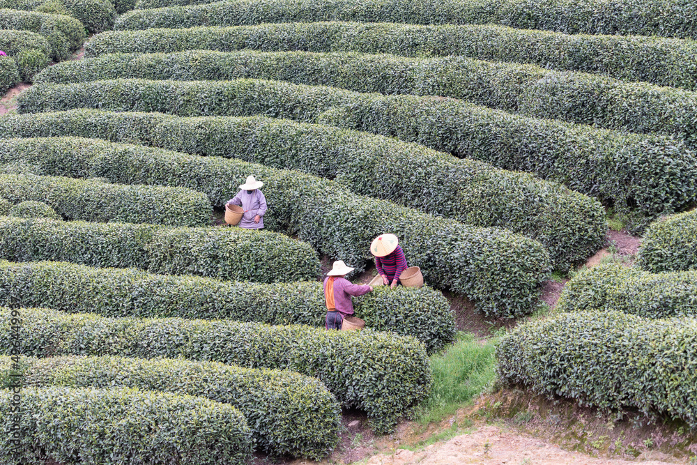 在茶园工作的农民