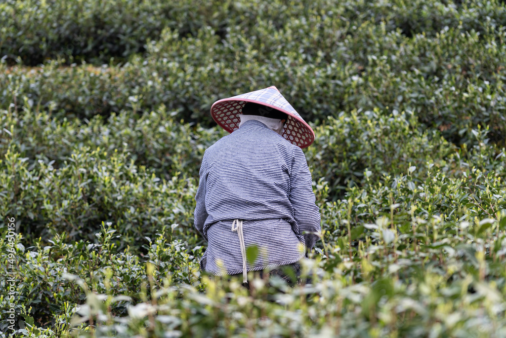 在茶园工作的农民