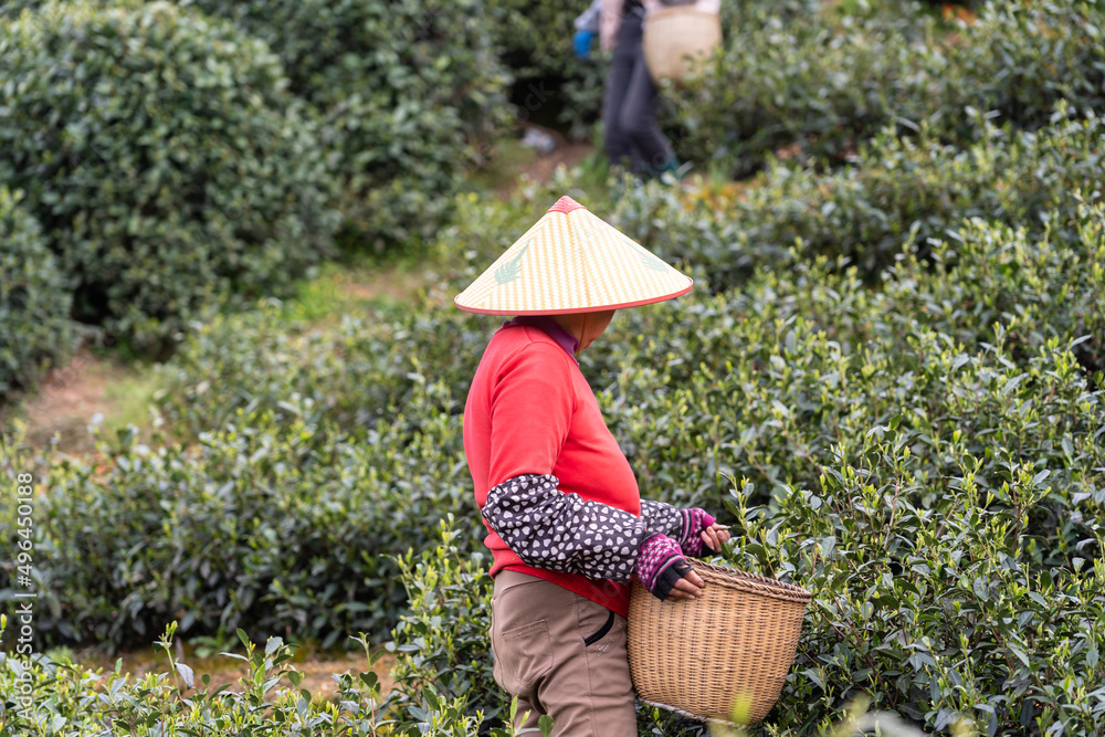 在茶园工作的农民