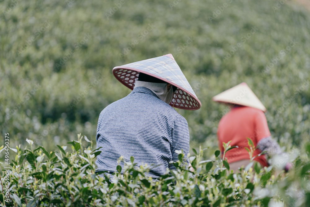 在茶园工作的农民