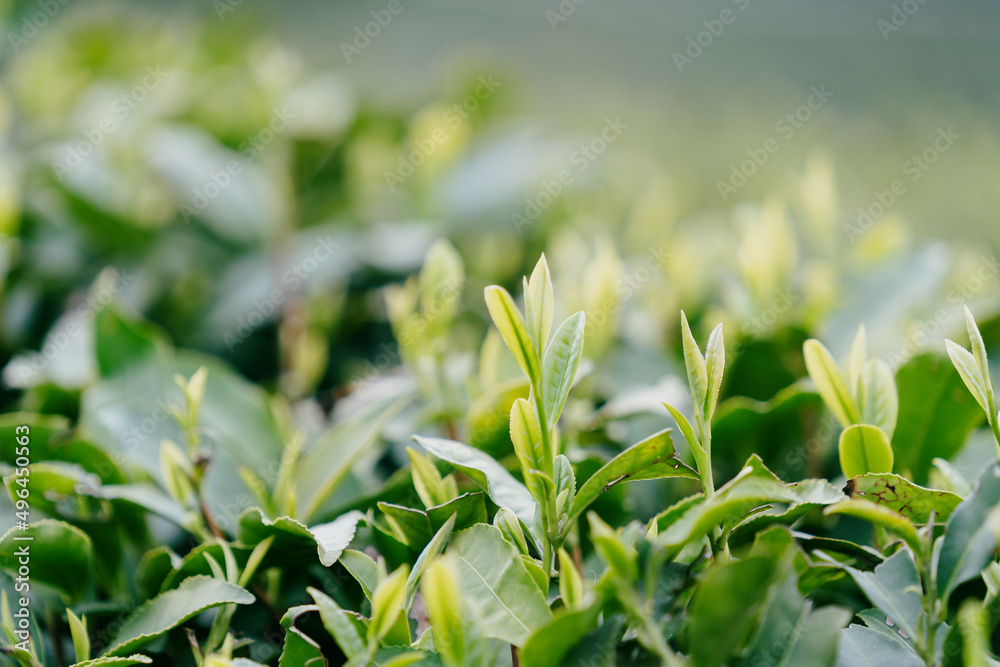 茶叶特写