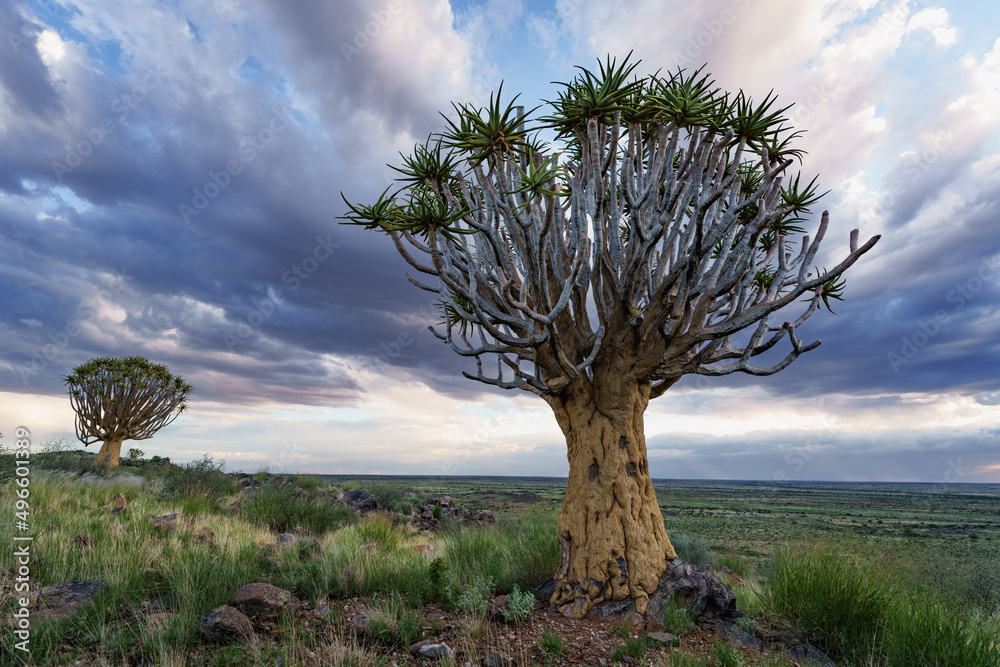 Quiver tree or kokerboom（Aloidendron dichtomom，前身为Aloe dichtomoma）Kenhardt，北开普省，S