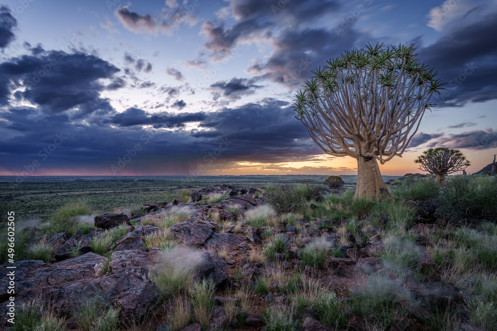 Quiver tree or kokerboom（Aloidendron dichotomum，前身为Aloe dichotoma）Kenhardt，北开普省，S