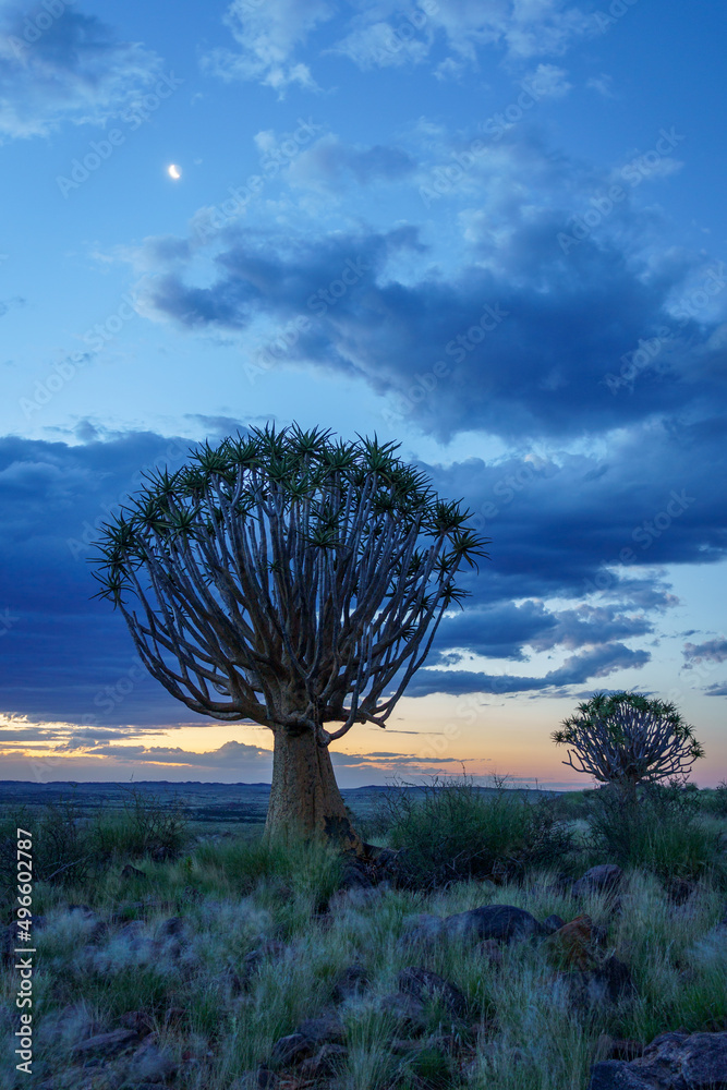 Quiver tree or kokerboom（Aloidendron dichtomom，前身为Aloe dichtomoma）Kenhardt，北开普省，S