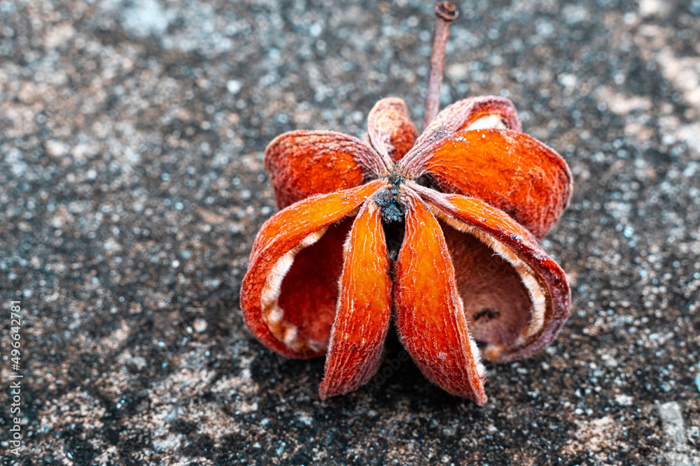 特写地面上的Sterculia pexa Pierre。静物干燥的植物。