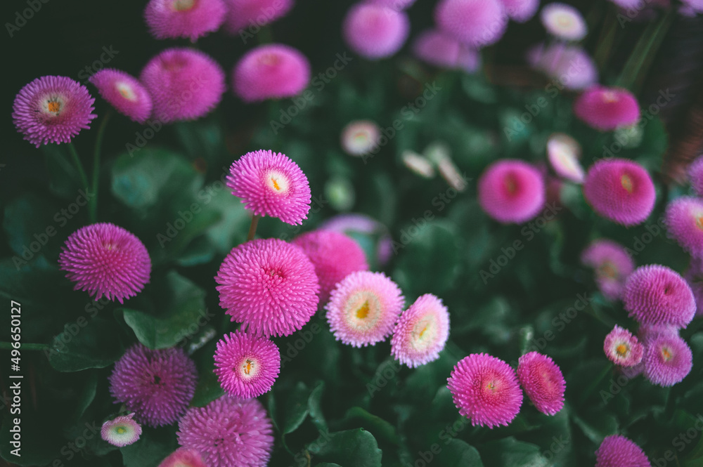 flowers in the garden