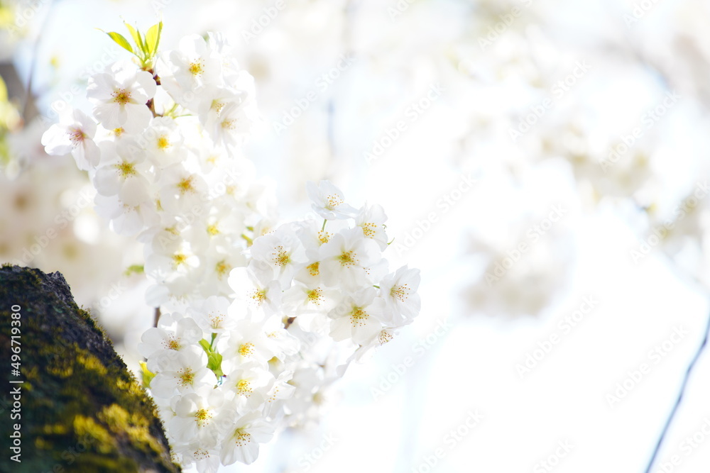 公園で咲く桜の花