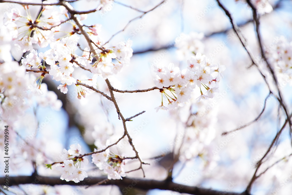 東京の公園で咲く桜の花