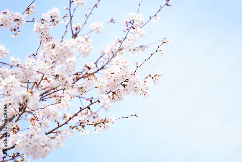 公園で咲く桜の花