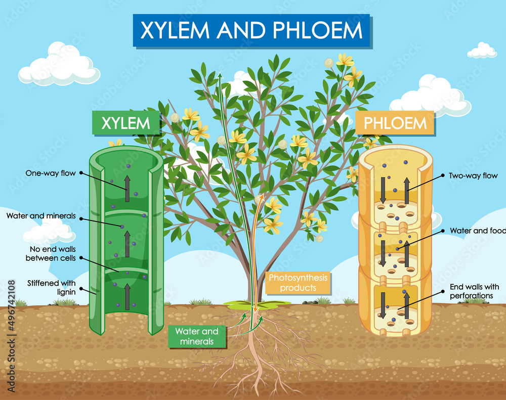 木质部和韧皮部植物示意图