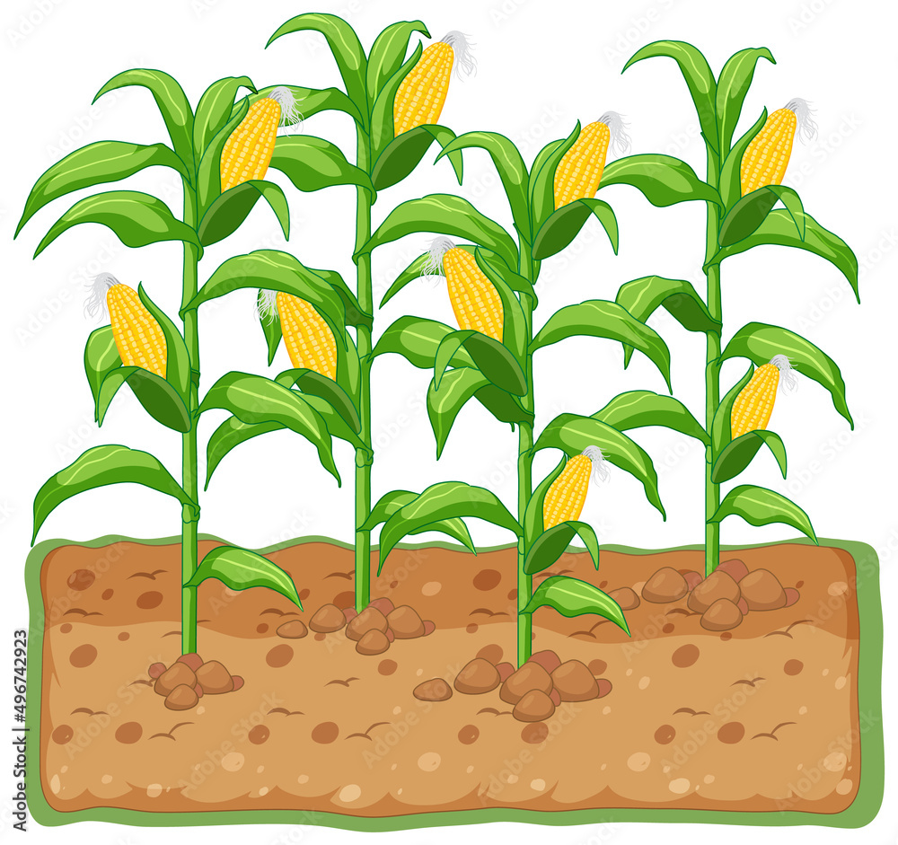 Corn plant growing with soil cartoon