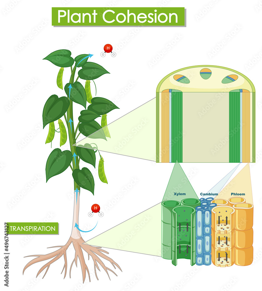 显示植物凝聚力的图表