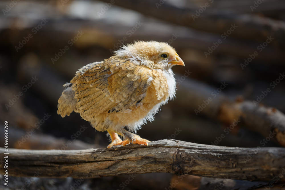 One babies chicken on branch