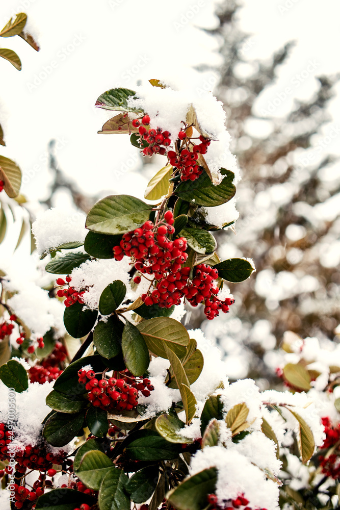 积雪灌木上的红色圆形浆果