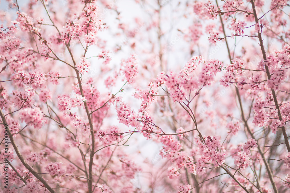 阳光明媚的春日，粉红色的花朵绽放