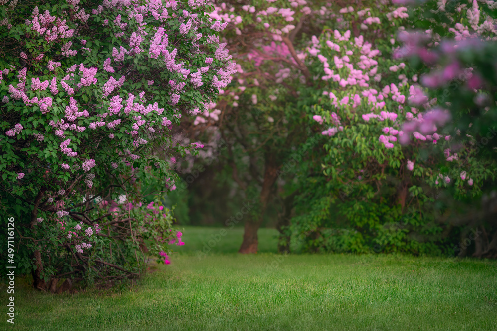 White and pink lilac bushes blooming in spring garden