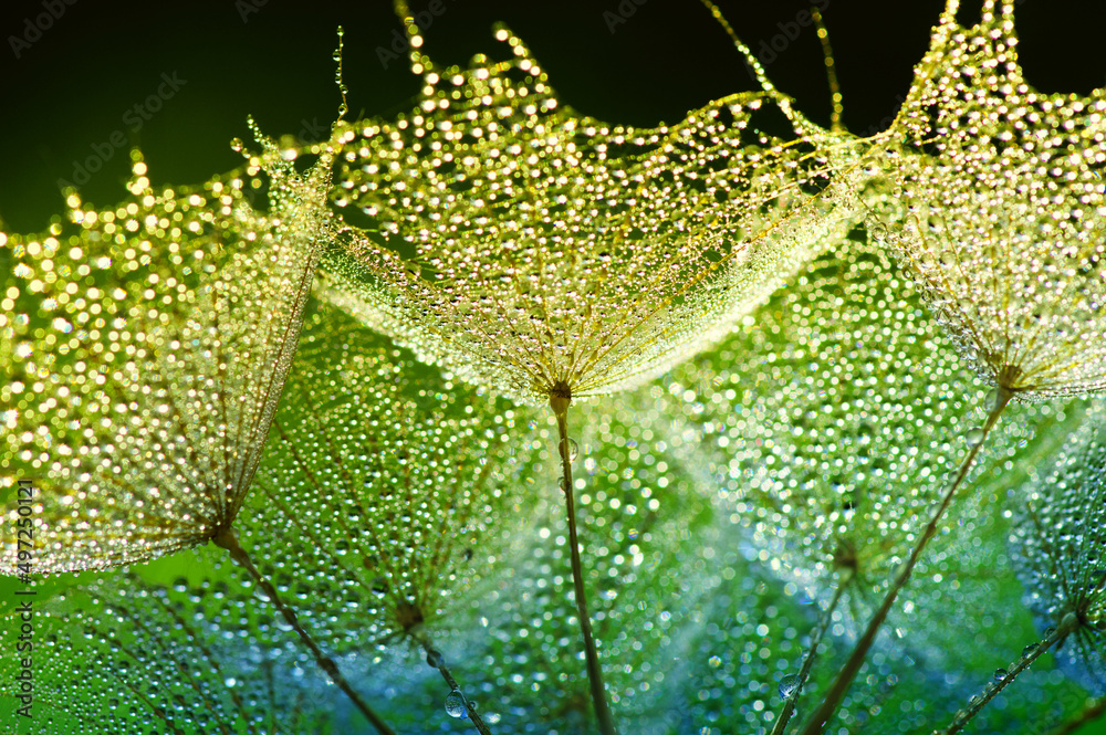 Dandelion closeup in dew and sunligh