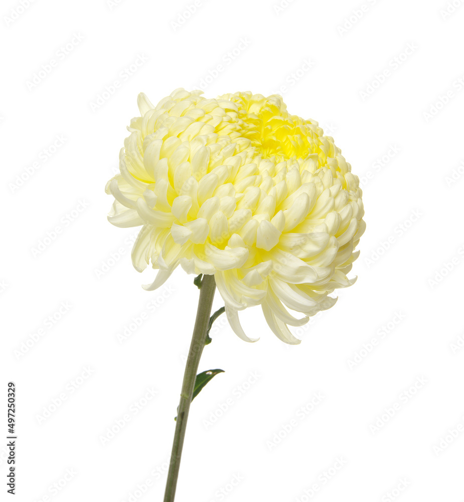 Flower isolated on white