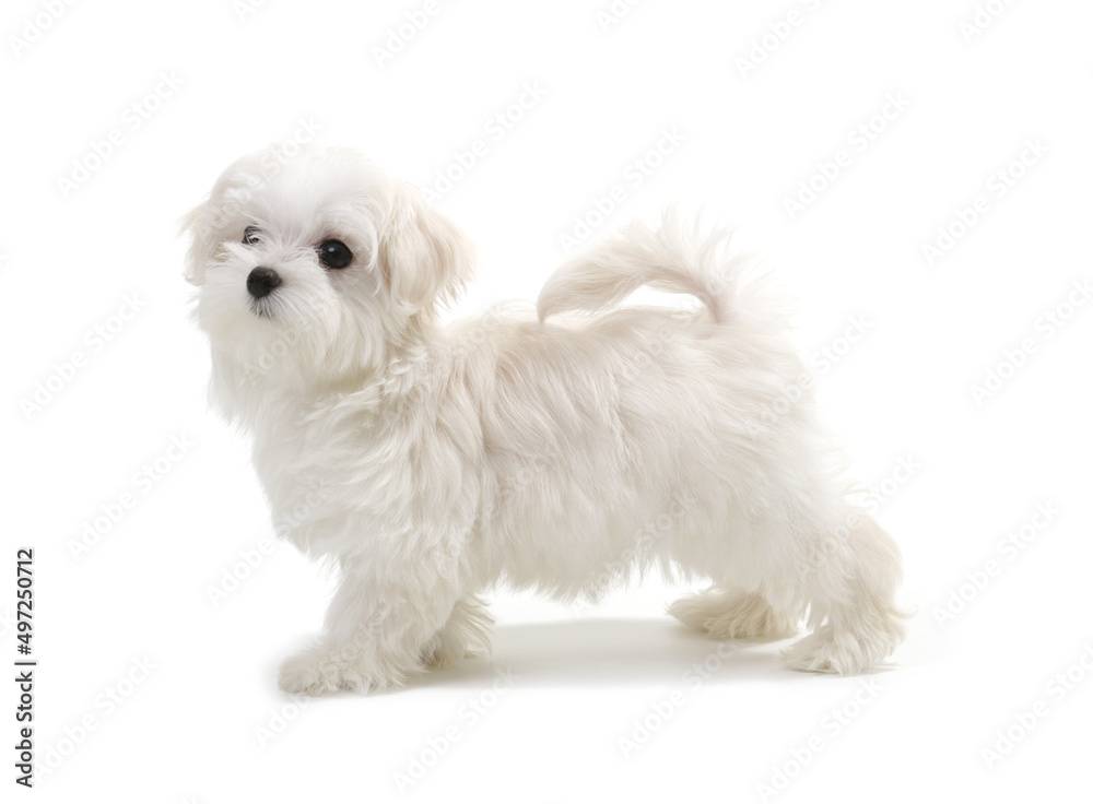 Puppy Maltese lapdog isolated on white