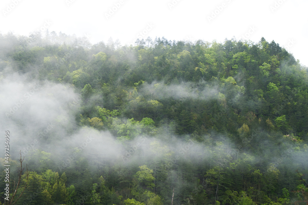 云、阳光和绿树构成了朦胧的山景。