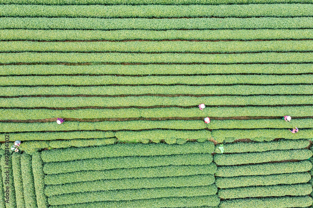 中国杭州龙井茶园