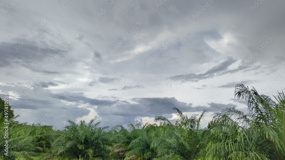 东南亚热带雨林棕榈林中森林背景多云的天空上的云