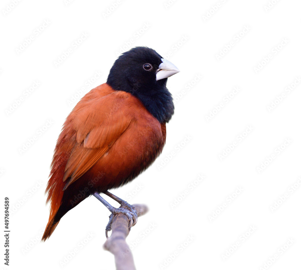 brown body, black head, silber beaks bird perching on wooden branch isolated on white background, ch