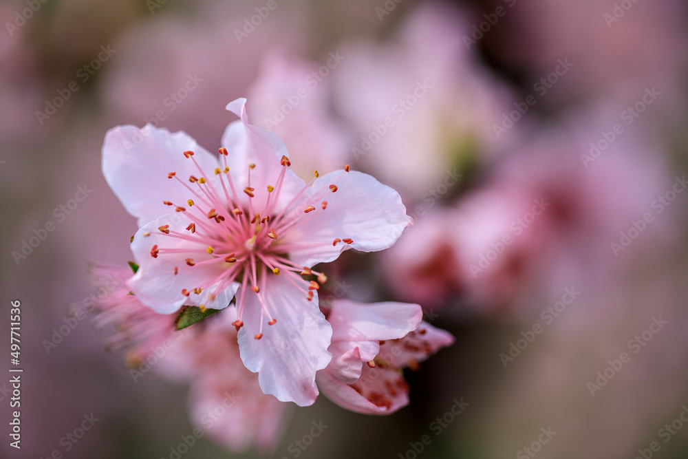 Pink peach flowers blossom in spring season