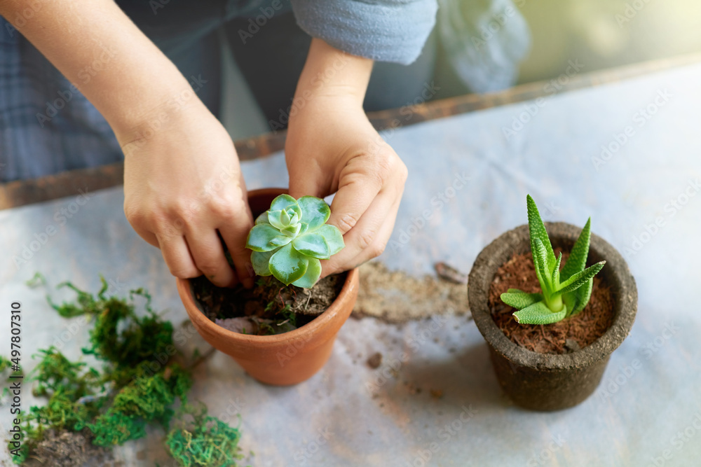 绿色会给你的家带来活力。一位女士种植多肉植物的镜头