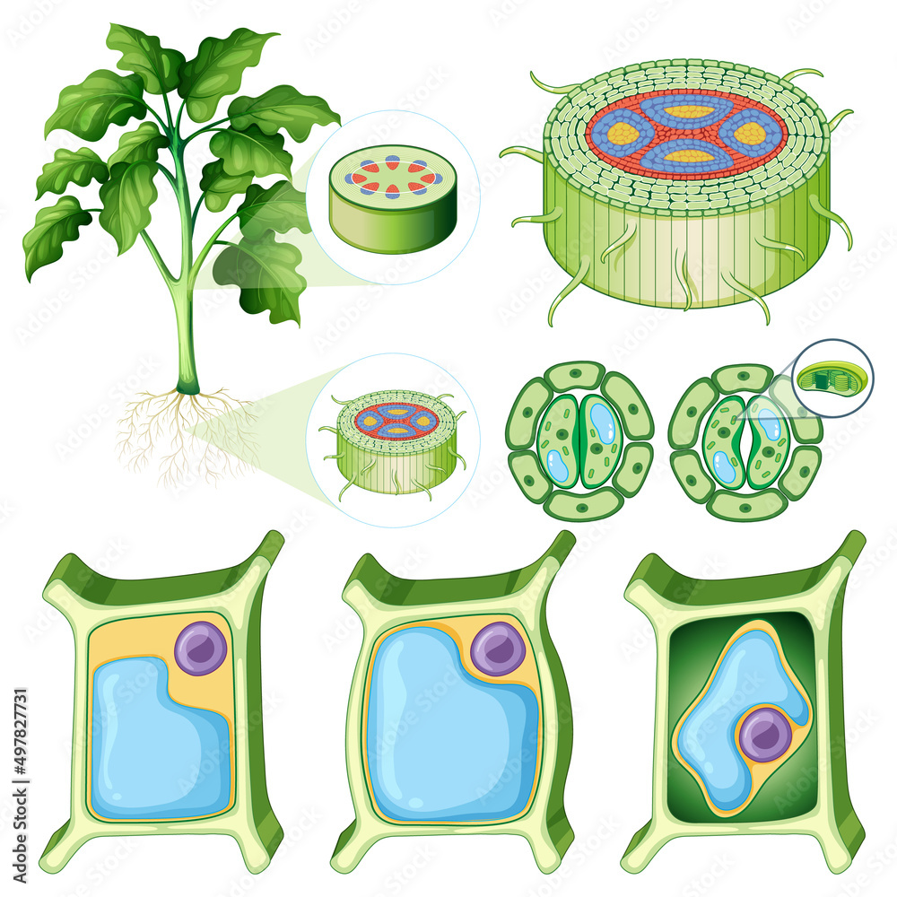 不同植物细胞集