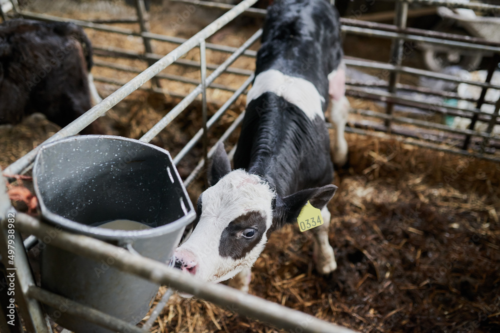 Well hello there little one. Shot of a young dairy cow calf gently walking around in a livestock pen