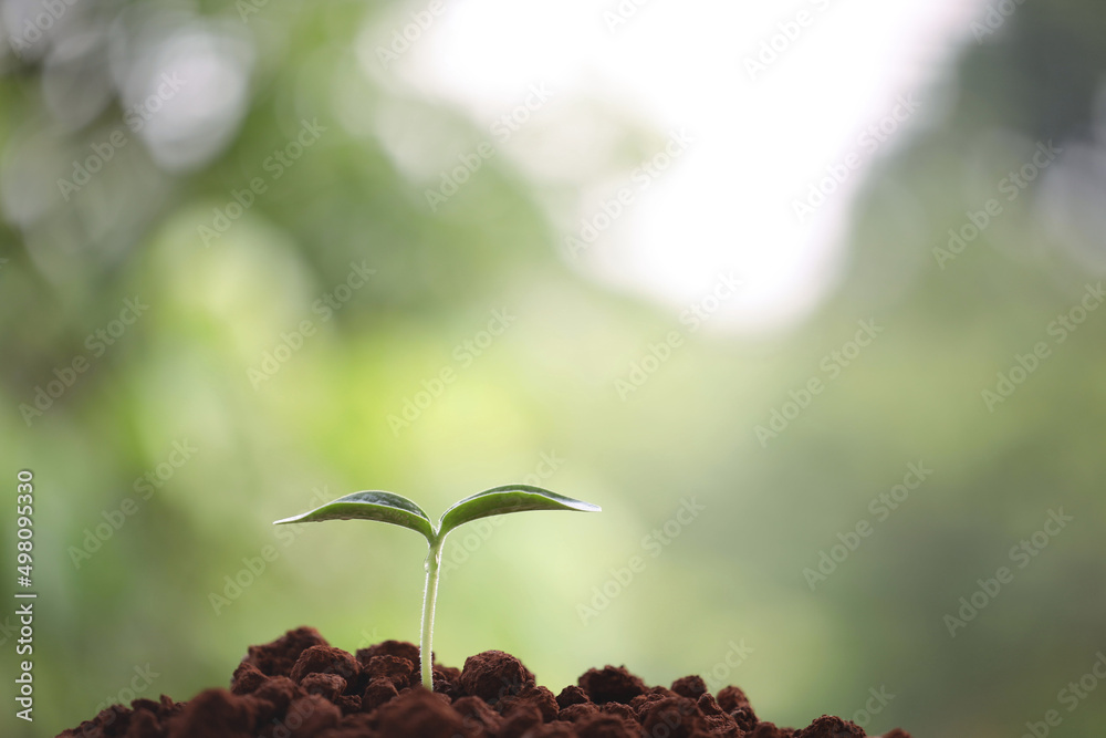 Young green plants growing in the morning