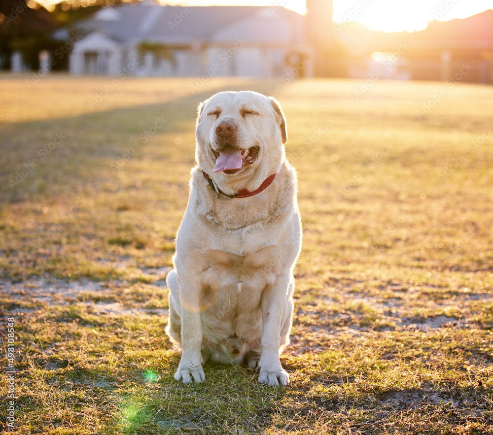 I put the ador in labrador. Shot of an adorable dog relaxing on the grass in a park.