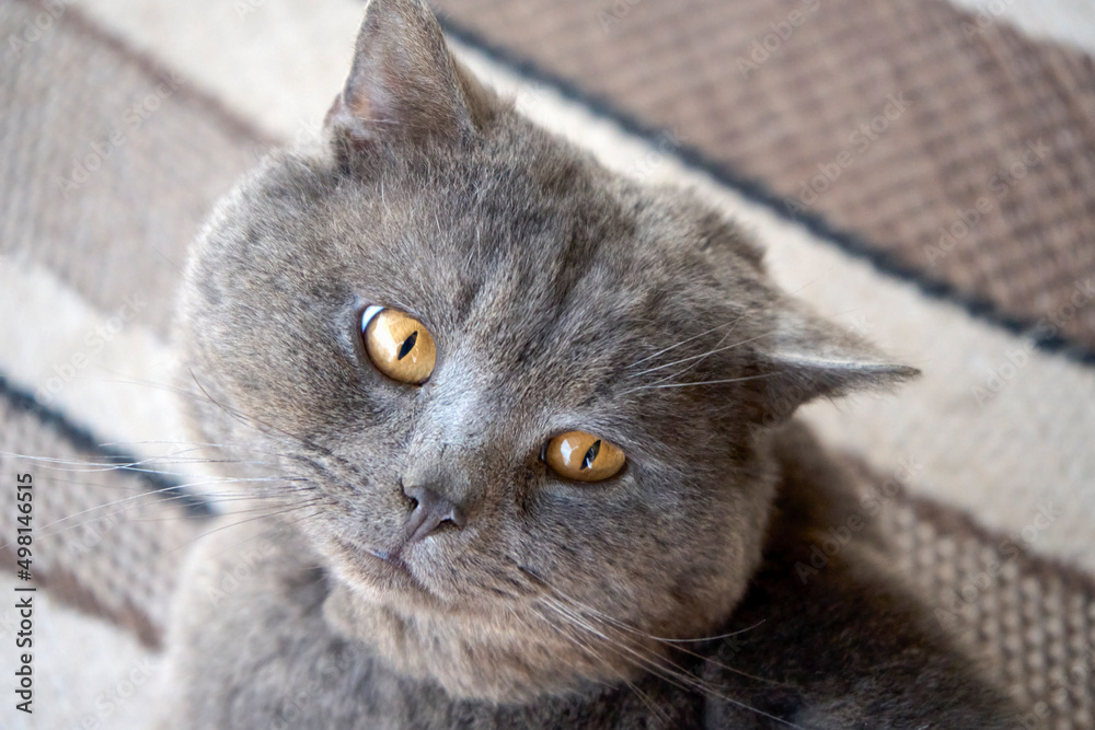 Confused scottish straight cat are looking straight at the camera. Grey sad and confusing chat. Brow