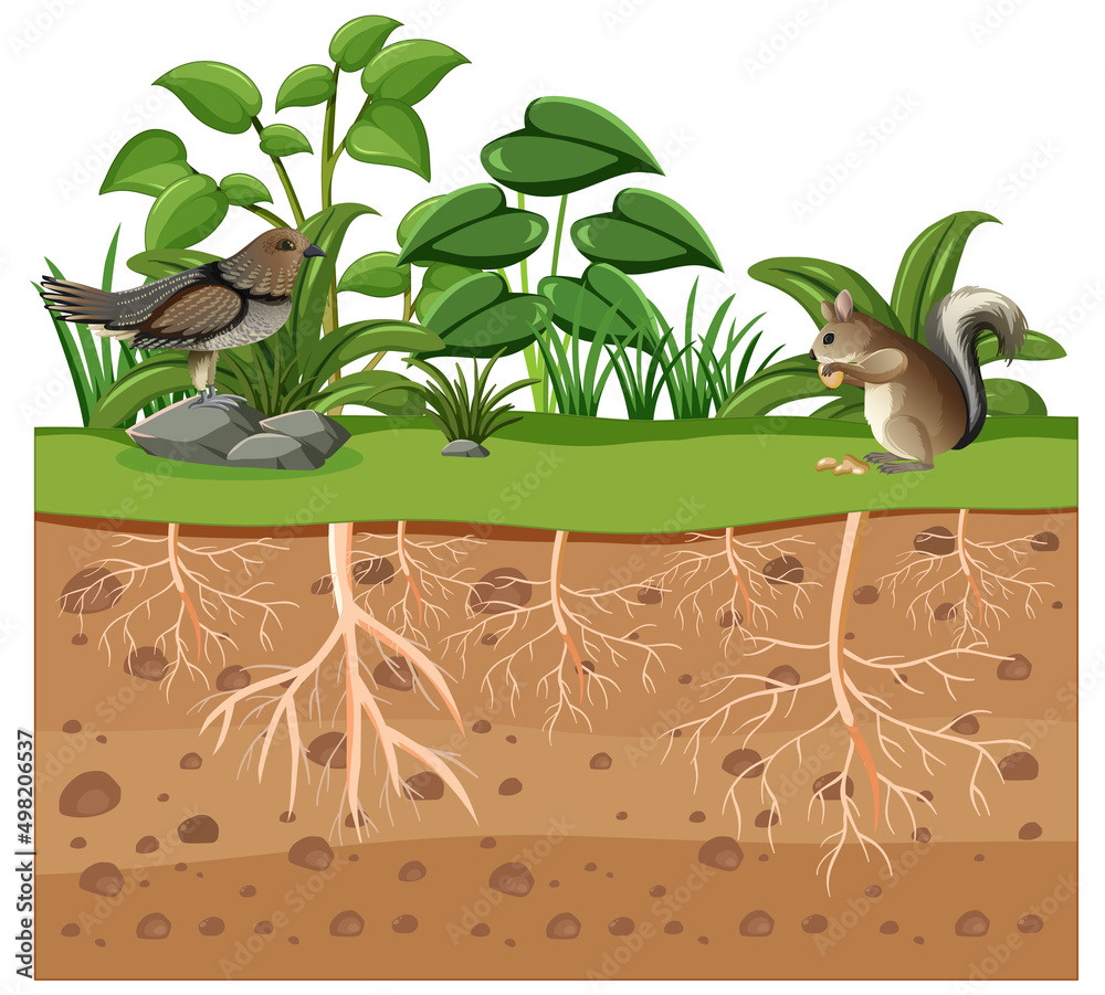 Scientific education of plant and its root