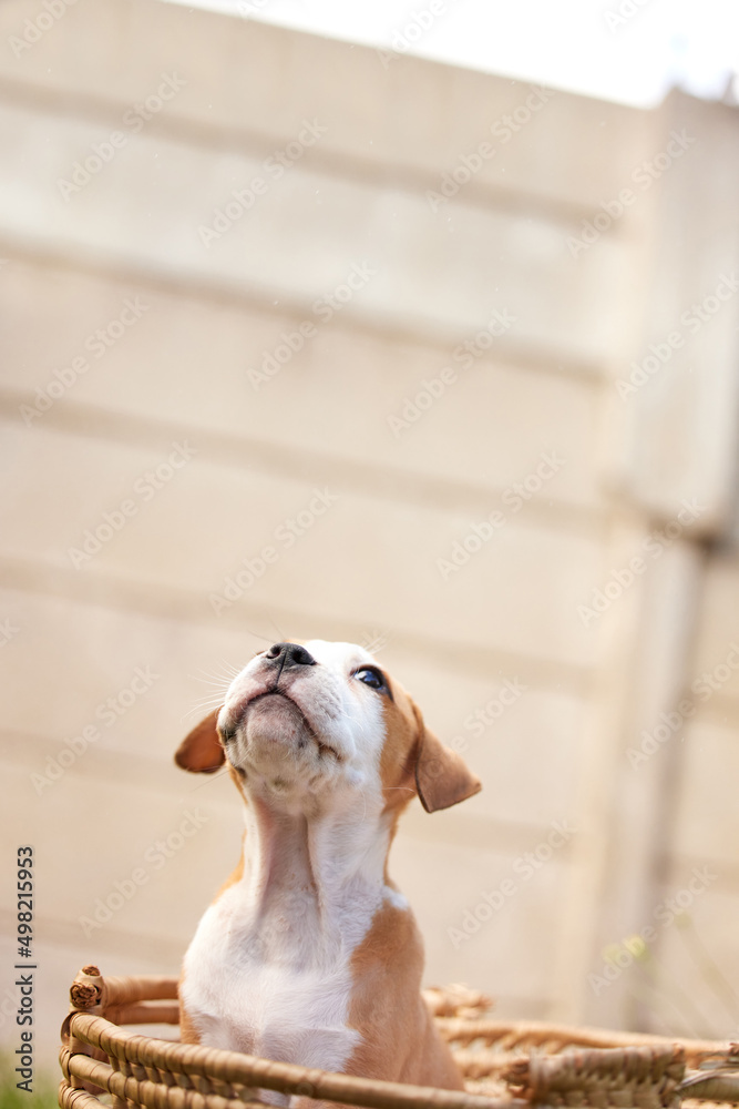 也许我病了，就呆在这里。篮子里的斗牛犬。