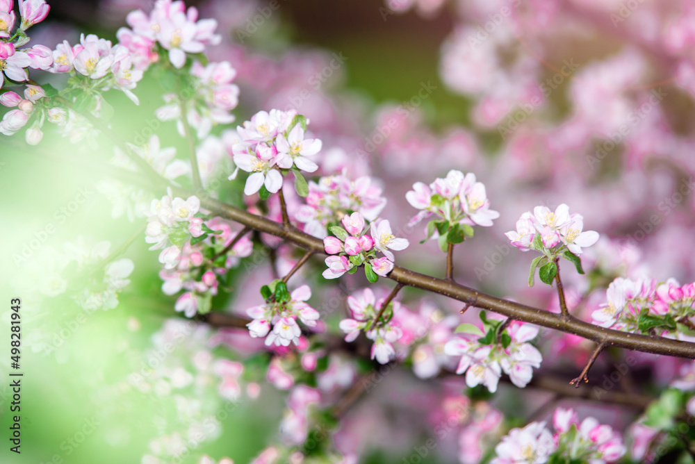 春天花园里的苹果树开花枝