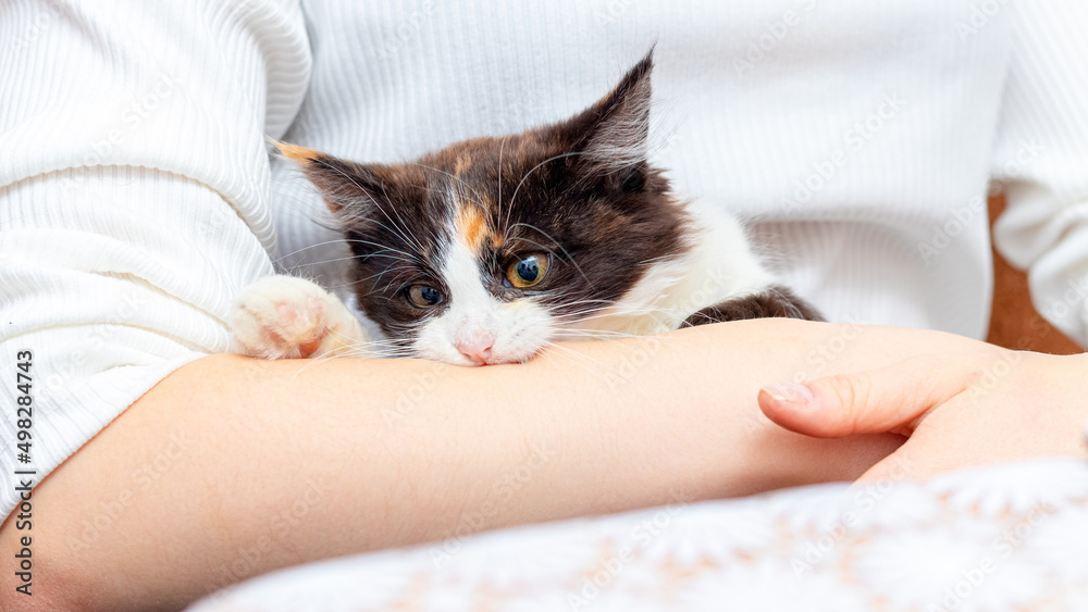 The girl holds a cat in her arms. The cat bites the girls hand