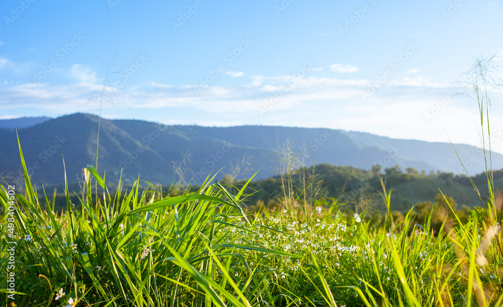 山、花、草和蓝天白云。设计背景图像。概念设计