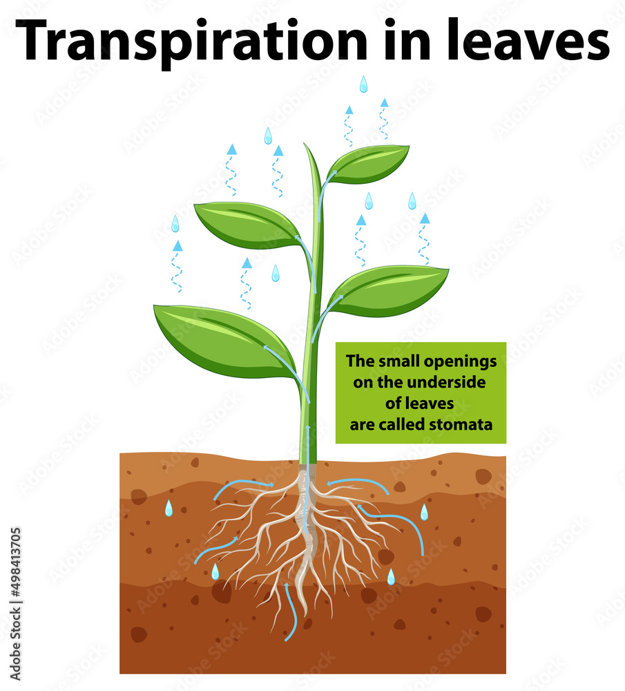 叶片蒸腾作用的科学概念