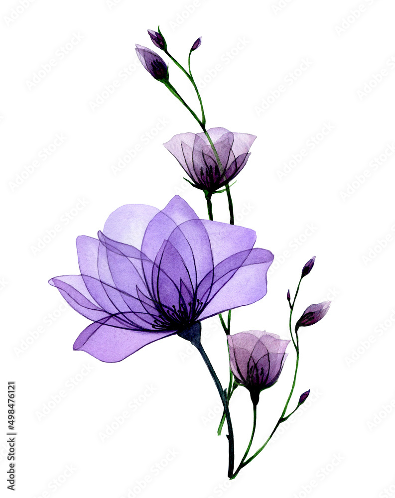 composition with transparent flowers. purple roses, wild rose flowers and leaves. delicate x-ray pat