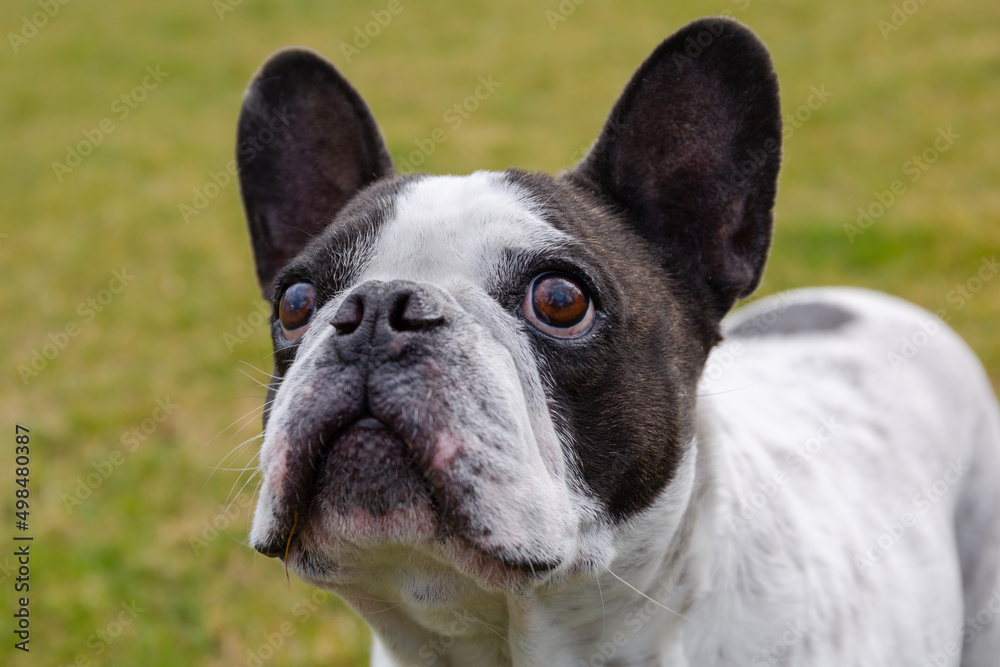 法国斗牛犬在阳光明媚、草坪翠绿的花园里摆姿势。