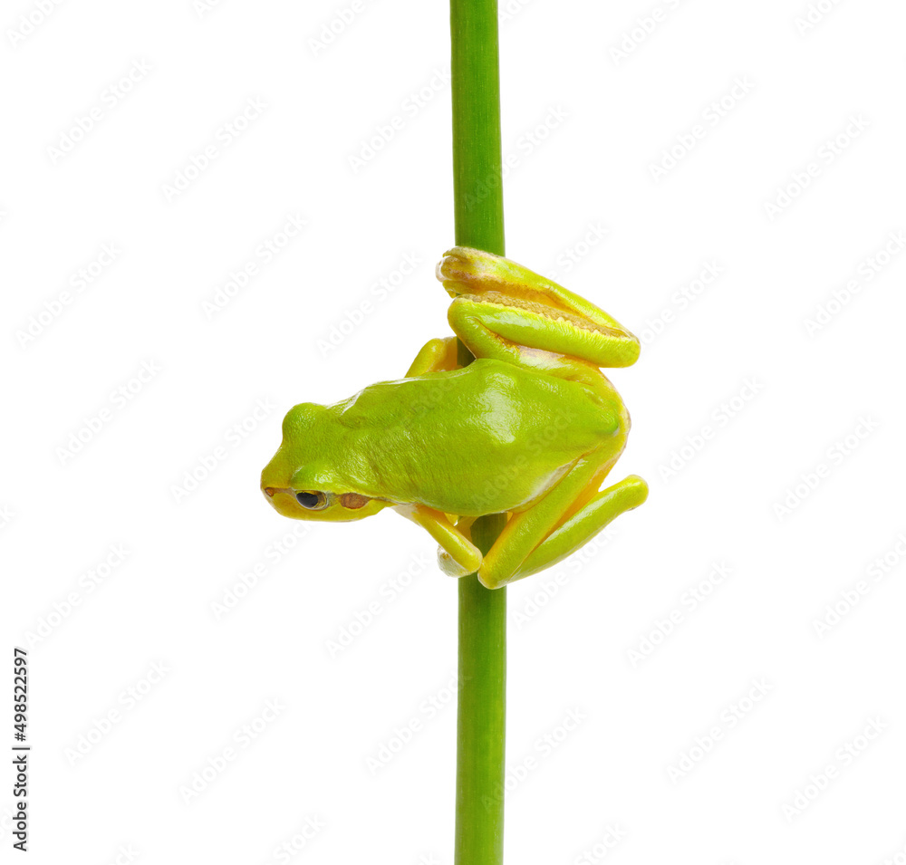 Tree frog on a plant